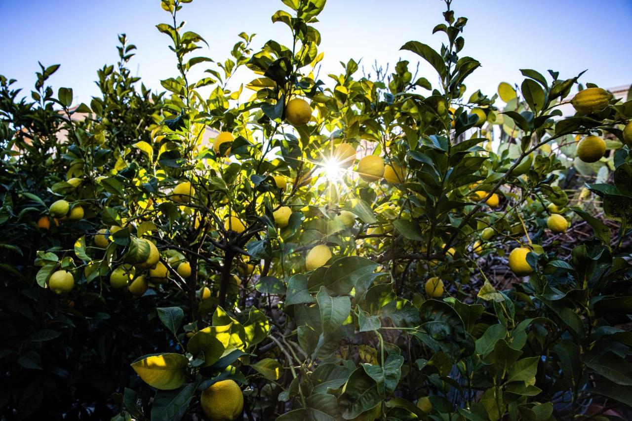 The Lemon Tree Appartement