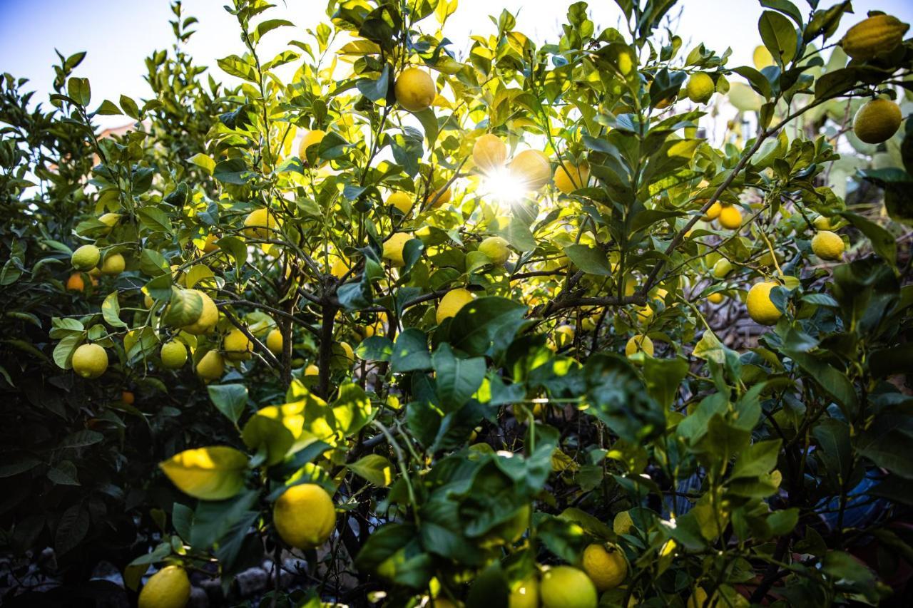 The Lemon Tree Appartement Vilaflor